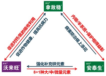 拜耳拿沃安®组合的协同增效机理
